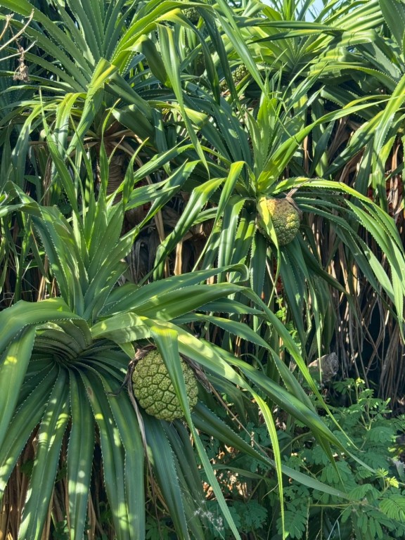 相片album_68d1efbb2c0ba.jpg圖示