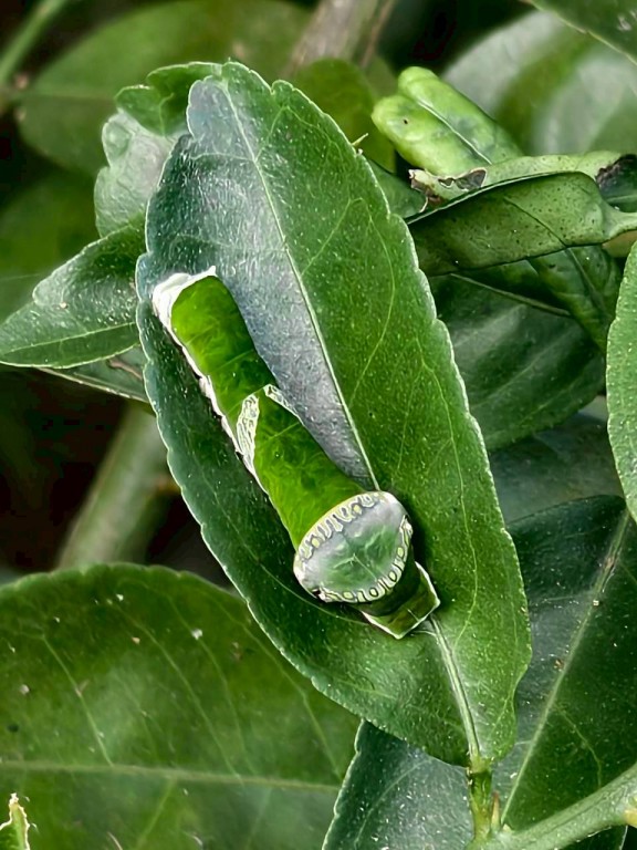 相片album_69253406ccd4f.jpg圖示