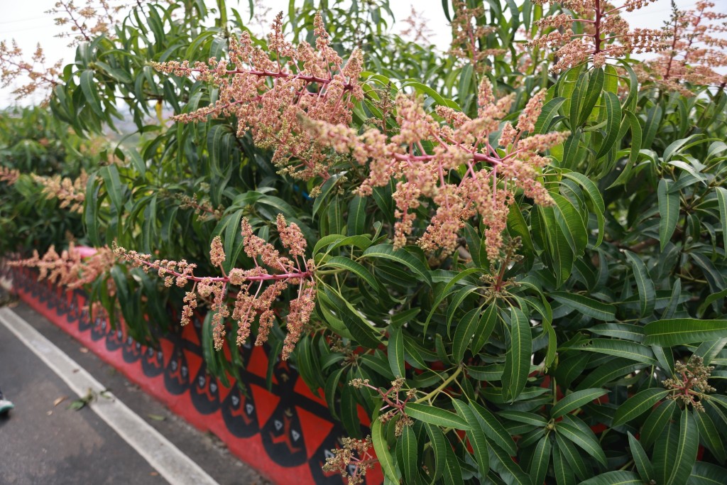 相片album_697c823f376bd.jpg圖示